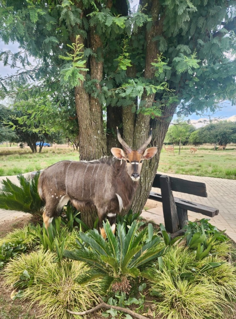 3 Bedroom Property for Sale in Wilkoppies North West